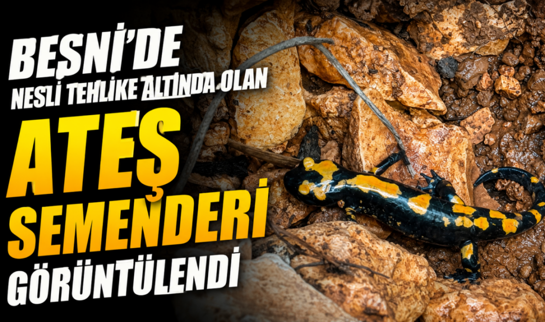 Besni’de Nesli Tehlike Altındaki Ateş Semenderi Görüntülendi Dünya genelinde popülasyonu azalma eğiliminde olan ateş semenderi (Salamandra salamandra),