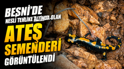 Dünya genelinde popülasyonu azalma eğiliminde olan ateş semenderi (Salamandra salamandra),