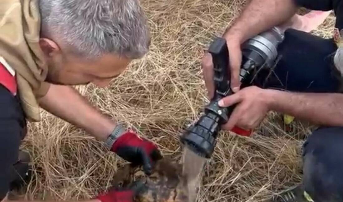 Diyarbakır’ın Lice ilçesinde alevler arasında kalan kaplumbağa, itfaiye ekiplerince kurtarılarak