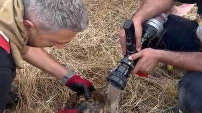 Diyarbakır’ın Lice ilçesinde alevler arasında kalan kaplumbağa, itfaiye ekiplerince kurtarılarak