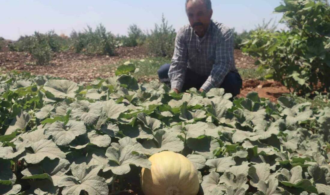 Şanlıurfa’da nisan ayında büyük emeklerle toprakla buluşturulan yöresel meyve ve