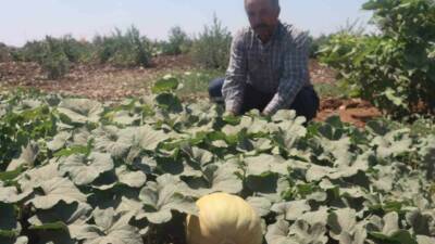 Şanlıurfa’da nisan ayında büyük emeklerle toprakla buluşturulan yöresel meyve ve