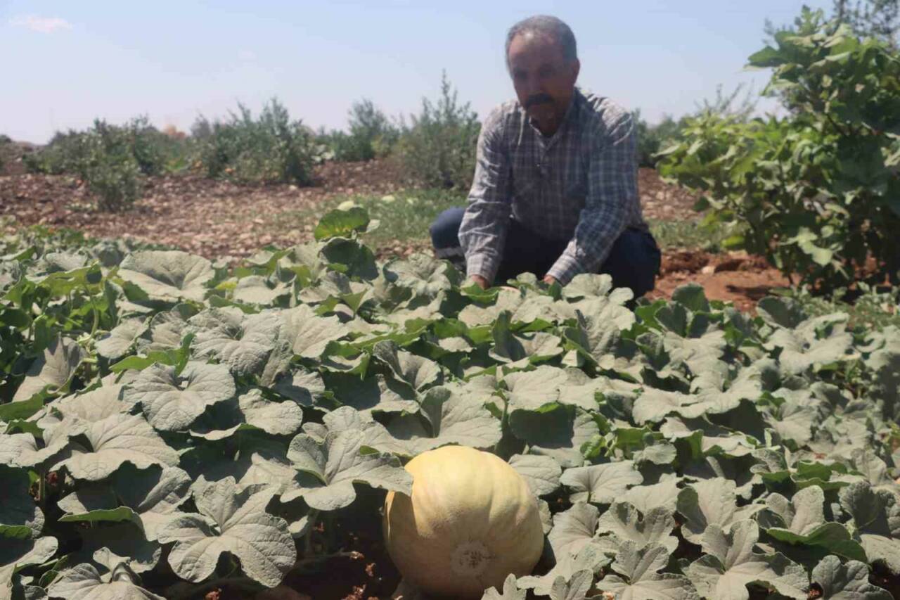 Şanlıurfa’da nisan ayında büyük emeklerle toprakla buluşturulan yöresel meyve ve