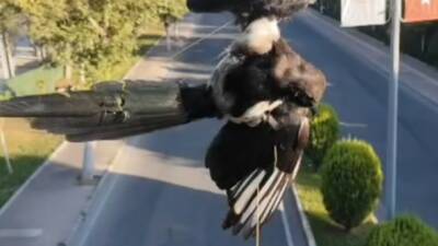 Batman’da direkteki iplere dolanarak mahsur kalan kuş, itfaiye ekiplerinin müdahalesiyle