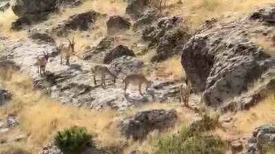 Diyarbakır’ın Çermik ilçesinde bulunan Gelincik Dağı’nda sürü halinde gezen dağ