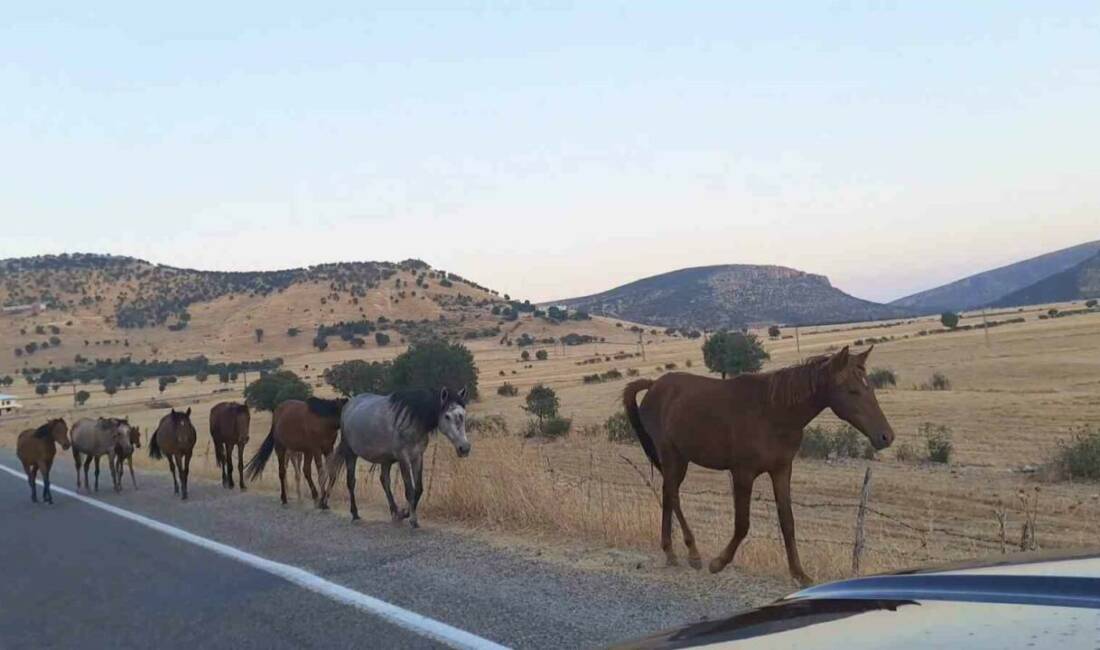 Diyarbakır’ın Silvan ilçesi Dönenkaya Mahallesi’nde yaban atları sürüsü yola indi.