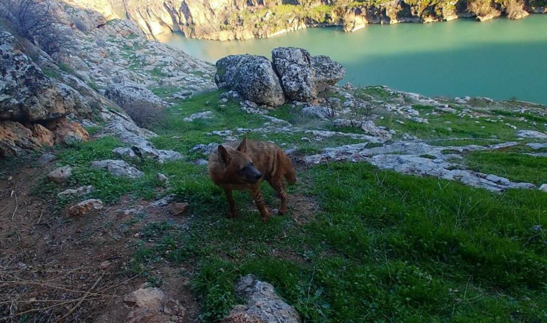 Doğal yaşamı bozanlara 5 Milyon TL’ye kadar ceza Nesli tükenme tehlikesi altında bulunan çizgili sırtlanların doğal yaşam dengesini