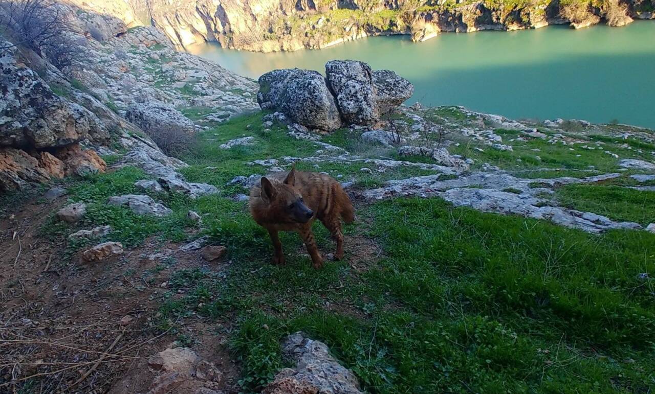 Nesli tükenme tehlikesi altında bulunan çizgili sırtlanların doğal yaşam dengesini