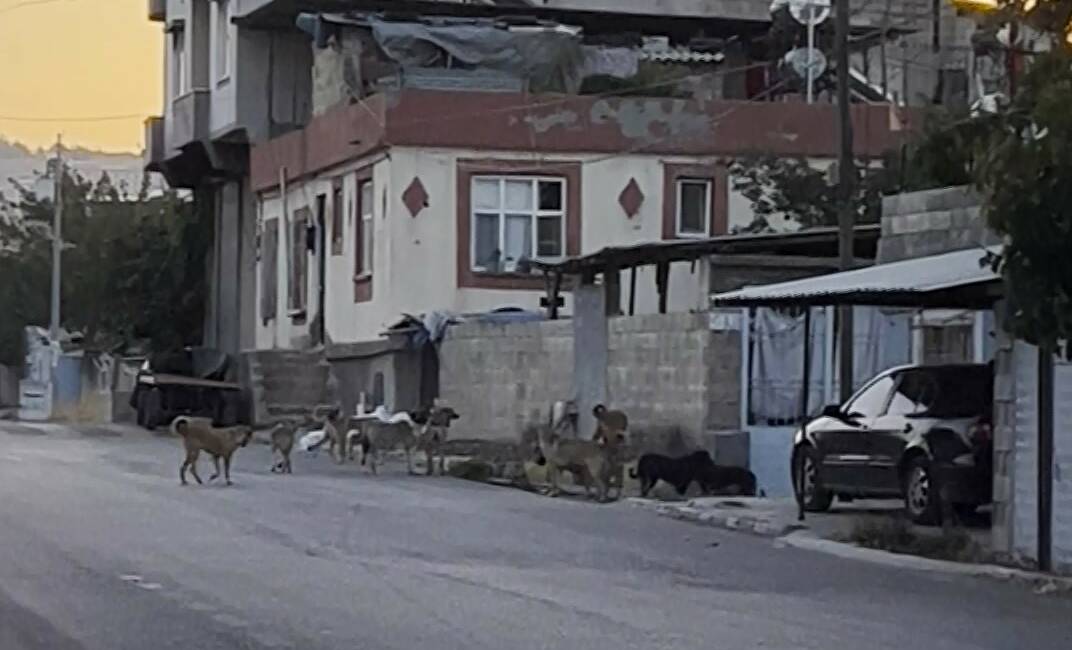 Gaziantep’in Oğuzeli ilçesinde çok sayıda başıboş sokak köpeği sürü halinde