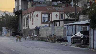 Gaziantep’in Oğuzeli ilçesinde çok sayıda başıboş sokak köpeği sürü halinde