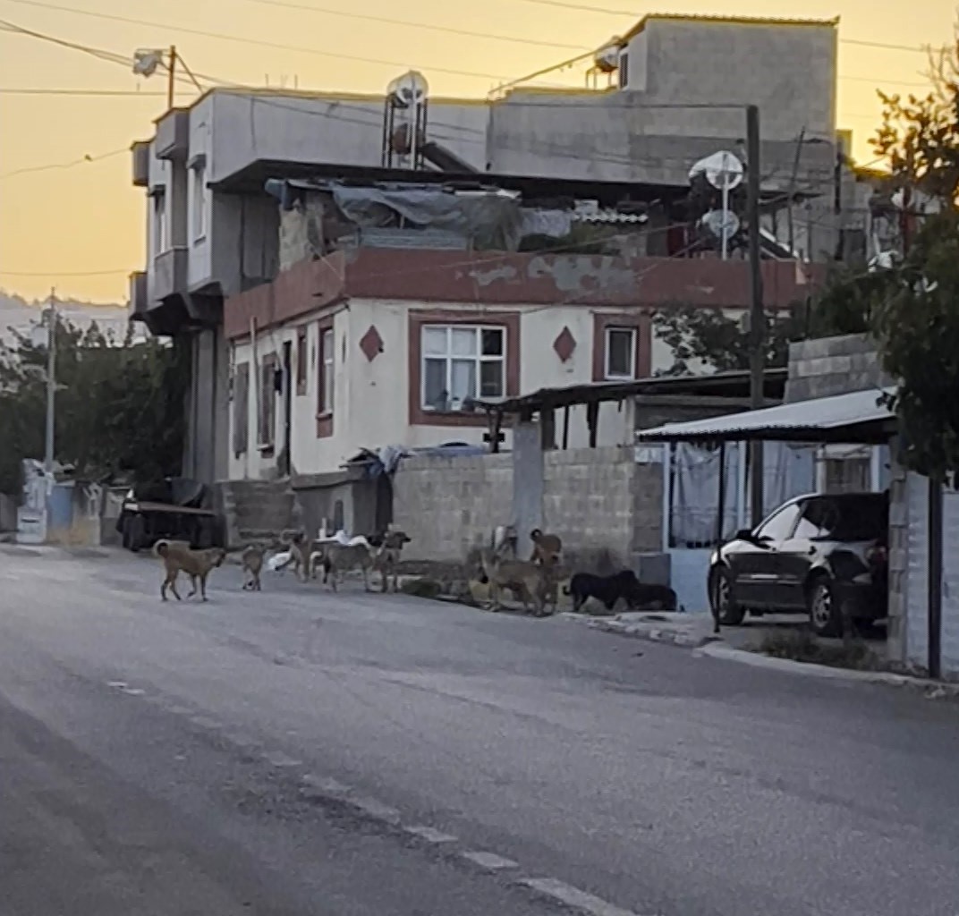 Gaziantep’in Oğuzeli ilçesinde çok sayıda başıboş sokak köpeği sürü halinde