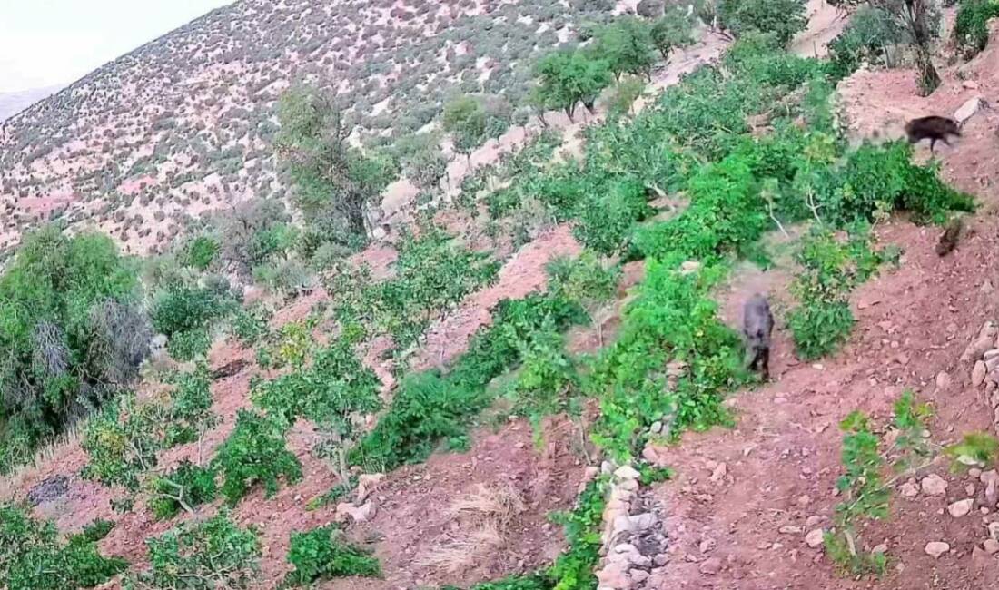 Batman’ın Gercüş ilçesine bağlı Poyraz köyünde ekili alanlara giren domuz