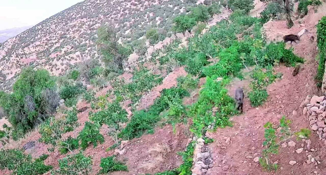 Batman’ın Gercüş ilçesine bağlı Poyraz köyünde ekili alanlara giren domuz