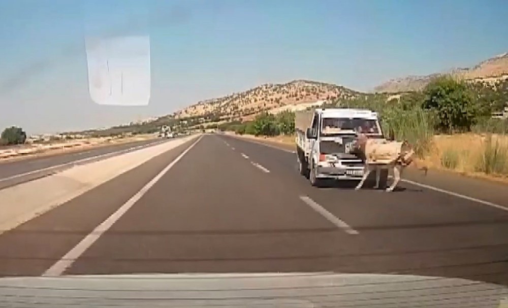 Adıyaman’ın Kahta ilçesinde kamyonetin eşeğe çarpma anları araç kamerasına saniye