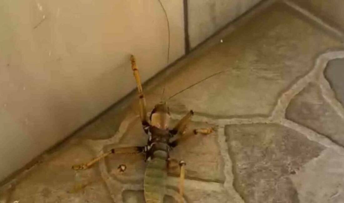 Diyarbakır’ın Dicle ilçesinde bir kedi, gördüğü dev etçil çekirgeyle fareyle