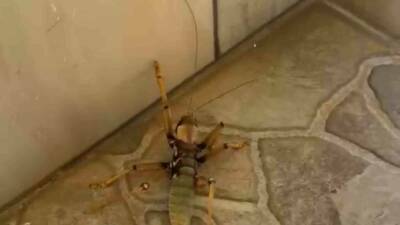 Diyarbakır’ın Dicle ilçesinde bir kedi, gördüğü dev etçil çekirgeyle fareyle