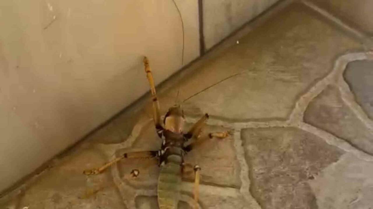 Diyarbakır’ın Dicle ilçesinde bir kedi, gördüğü dev etçil çekirgeyle fareyle