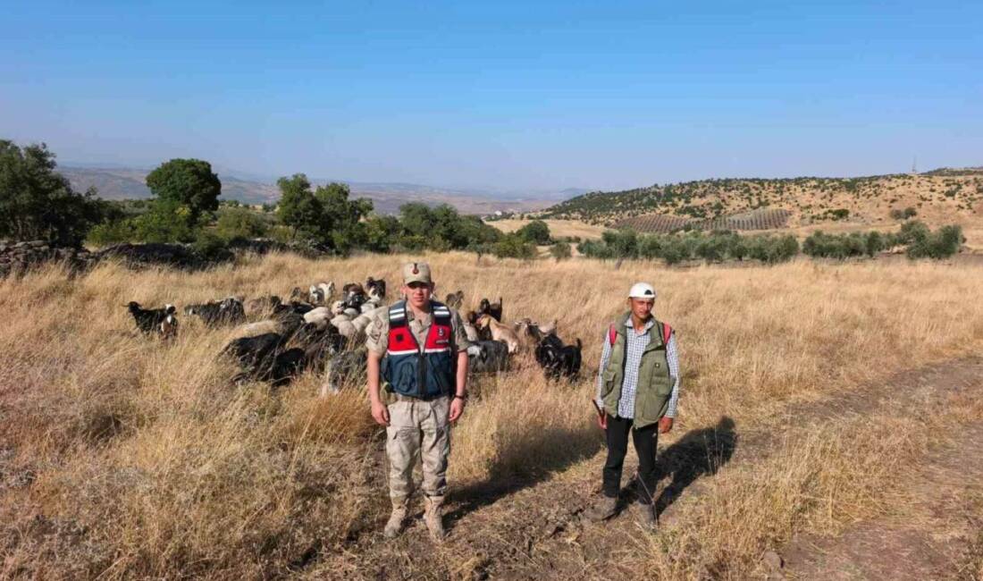 Kilis’te kaybolduğu bildirilen 50 küçükbaş hayvan, İl Jandarma Komutanlığı ekiplerinin