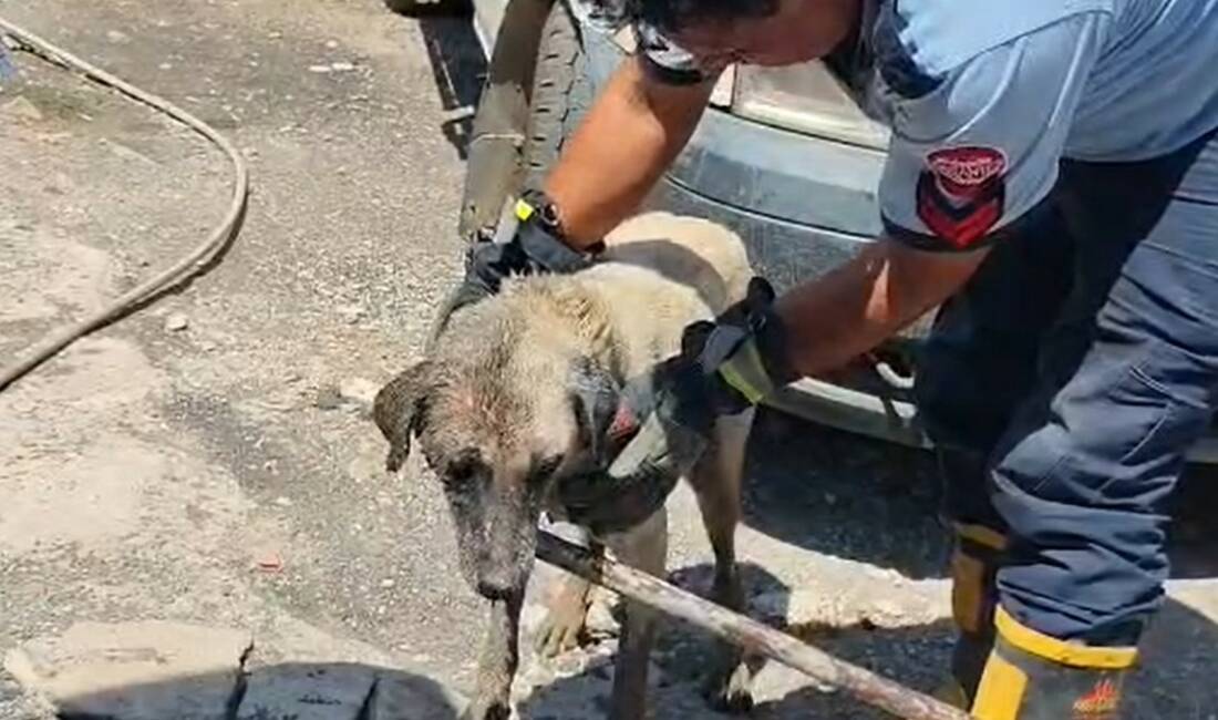 Gaziantep’in İslahiye ilçesinde doğum yapan bir köpek ve yavruları, sıkıştıkları