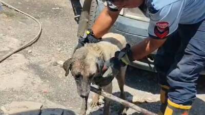 Gaziantep’in İslahiye ilçesinde doğum yapan bir köpek ve yavruları, sıkıştıkları
