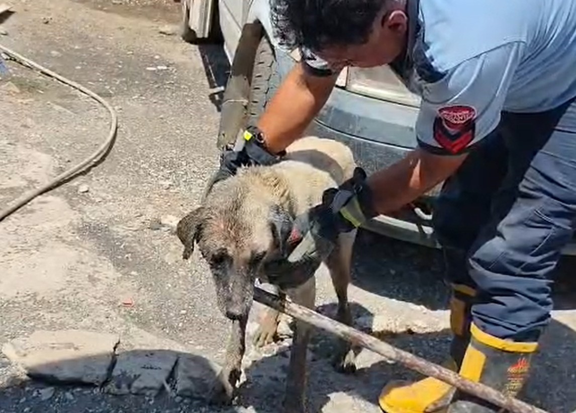 Gaziantep’in İslahiye ilçesinde doğum yapan bir köpek ve yavruları, sıkıştıkları