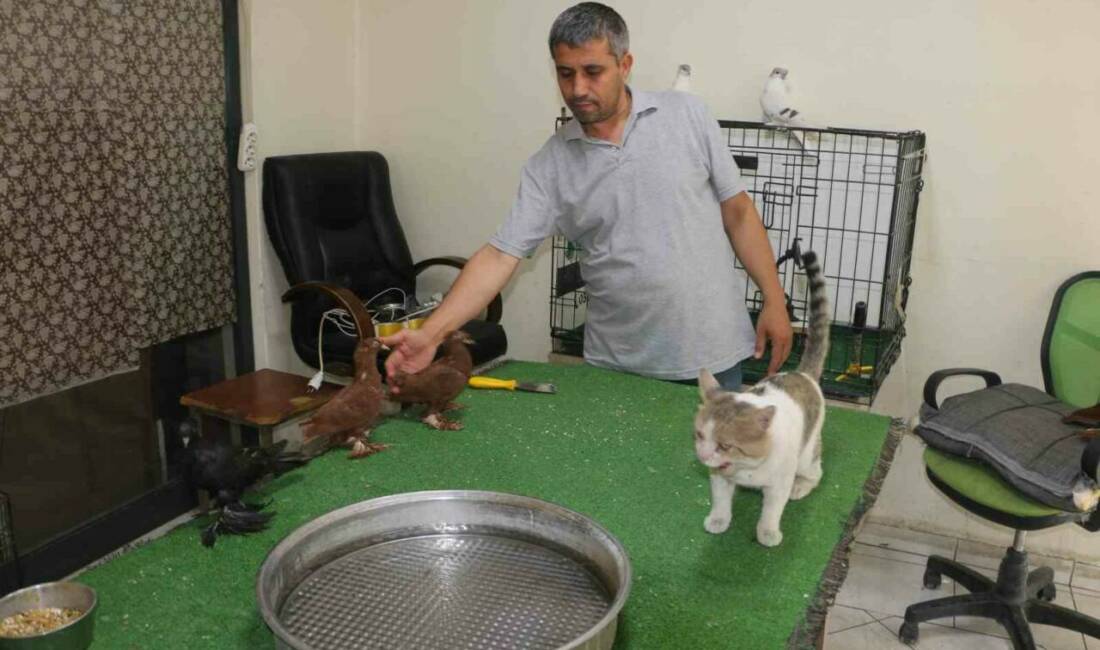 Diyarbakır’da güvercin otelinde yaşayan "Bulut" isimli kedi, alışılmışın aksine et