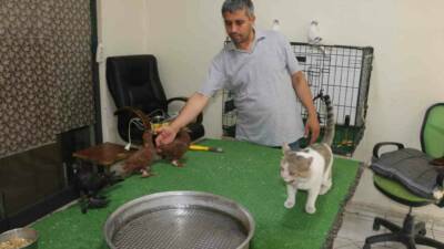 Diyarbakır’da güvercin otelinde yaşayan "Bulut" isimli kedi, alışılmışın aksine et