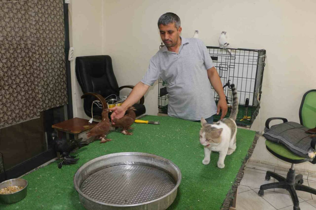 Diyarbakır’da güvercin otelinde yaşayan "Bulut" isimli kedi, alışılmışın aksine et