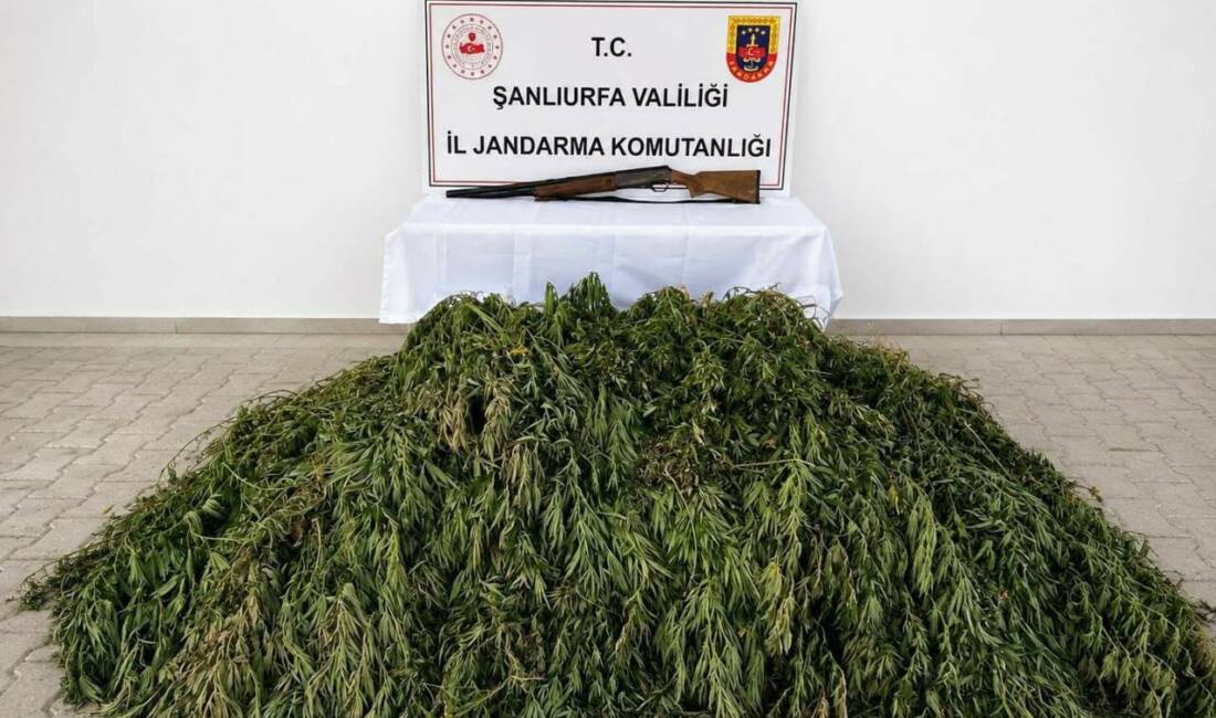 Şanlıurfa’nın Bozova ilçesinde jandarma ekiplerince düzenlenen operasyonda 610 kök kenevir