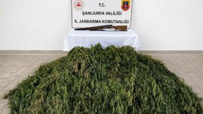 Şanlıurfa’nın Bozova ilçesinde jandarma ekiplerince düzenlenen operasyonda 610 kök kenevir
