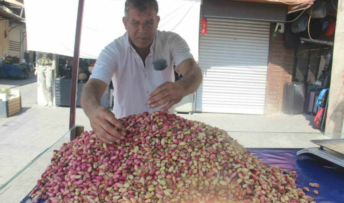 Şanlıurfa’da yeni mahsul fıstık tezgahlardaki yerini aldı Şanlıurfa’da yetişen tescilli Ketenköyneği yeni mahsul fıstık tezgahlardaki yerini aldı.