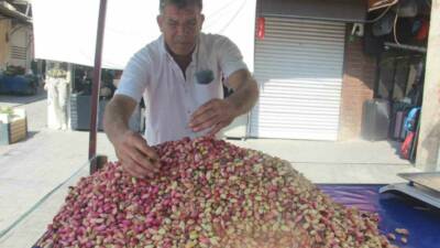 Şanlıurfa’da yetişen tescilli Ketenköyneği yeni mahsul fıstık tezgahlardaki yerini aldı.