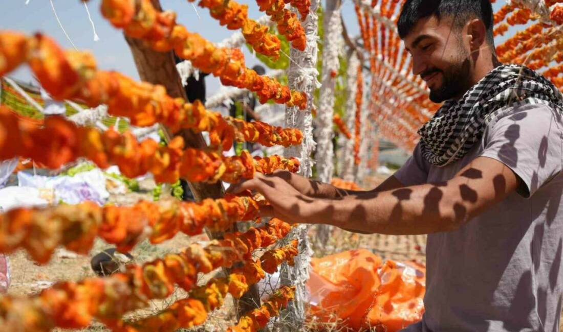 Gaziantep’te kış aylarının vazgeçilmezi kurutmalık sebze sezonu başladı; kadınlar biber,