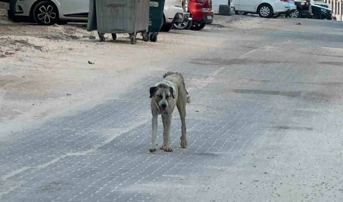 Şanlıurfa’nın Halfeti ilçesinde annesiyle yürüyen 3 yaşındaki İslim Erva E.'ye