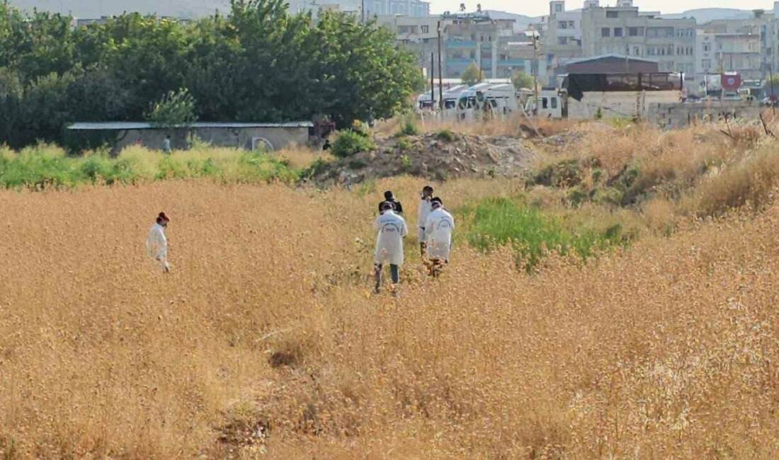 Şanlıurfa’da tarladan gelen kötü kokular üzerine bölgeye giden vatandaşlar, boş