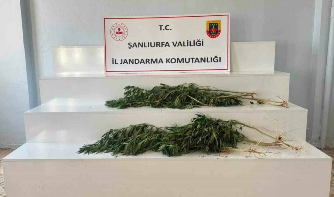 Şanlıurfa’nın Akçakale ve Viranşehir ilçelerinde düzenlenen uyuşturucu operasyonlarında, 24 kök