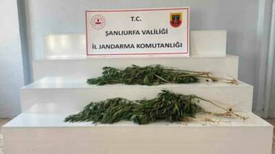 Şanlıurfa’nın Akçakale ve Viranşehir ilçelerinde düzenlenen uyuşturucu operasyonlarında, 24 kök