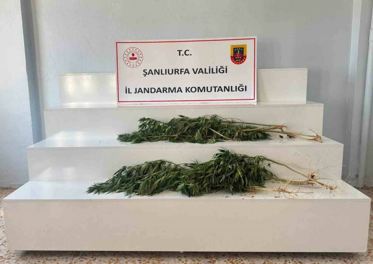 Şanlıurfa’nın Akçakale ve Viranşehir ilçelerinde düzenlenen uyuşturucu operasyonlarında, 24 kök