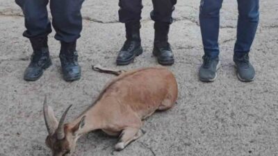 Adıyaman’ın Çelikhan ilçesinde jandarma ekiplerince bulunan yaralı dağ keçisi tedavi